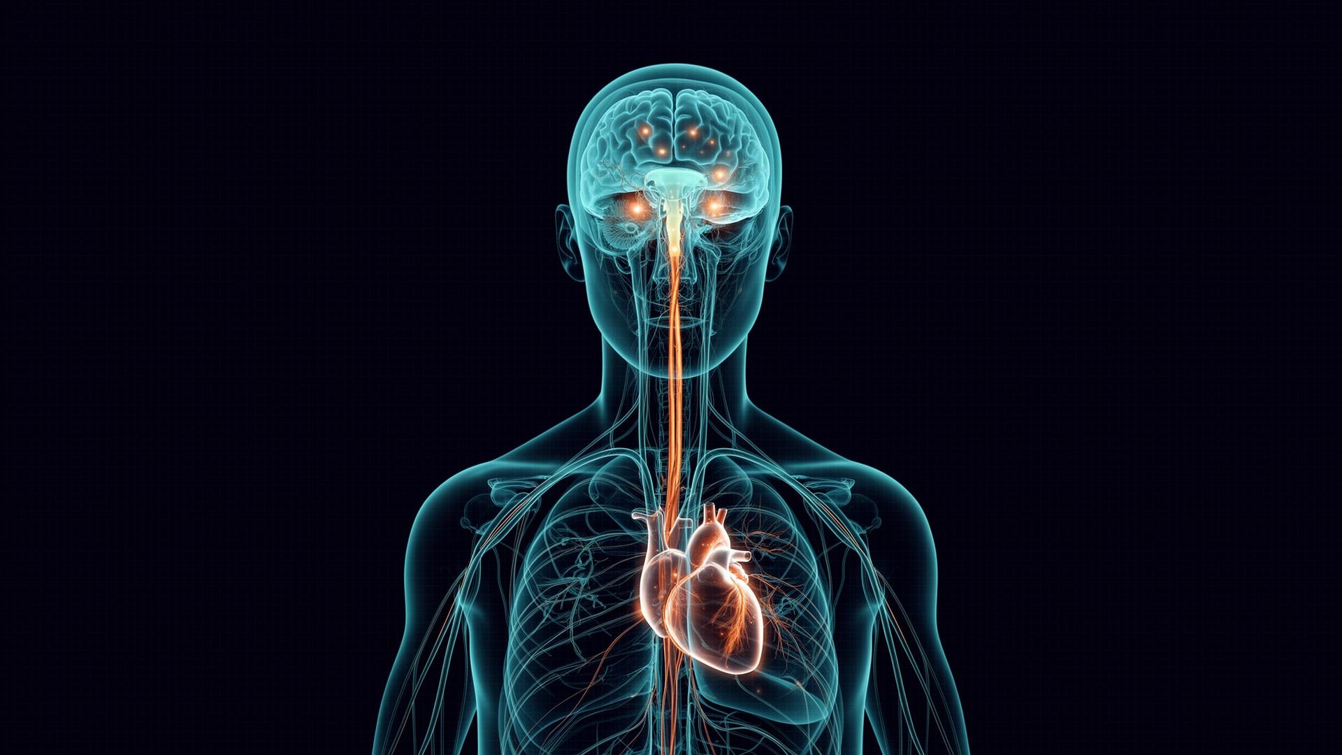 Anatomical illustration showing the brain, vagus nerve, and heart — the neural systems trained by the Strategic Mind program.